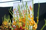 cevea-intro-020