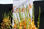 cevea-intro-023