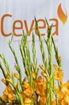 cevea-intro-026