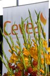 cevea-intro-030