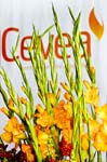 cevea-intro-033