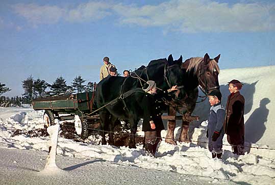 Niels Jrgen, Jens og jeg i marken med Mortens heste i 1953. 