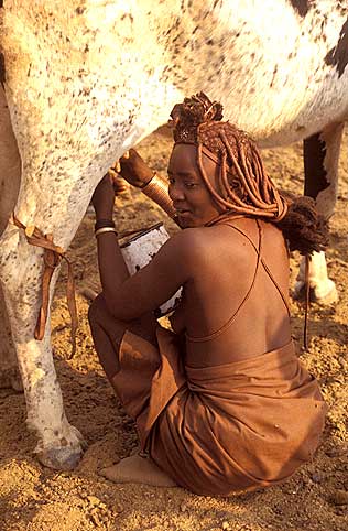 Himba woman milking cow