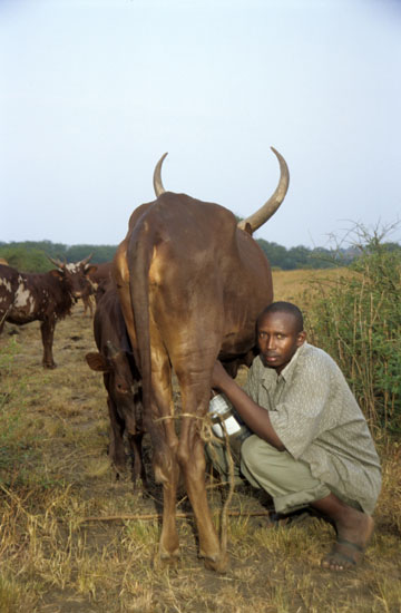 Basongora-492