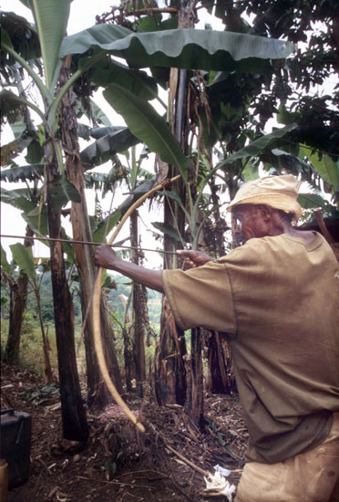 Batwa-Kitario-180