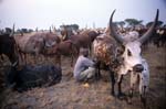 Basongora-515