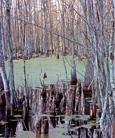 1996 - swamps, LA 