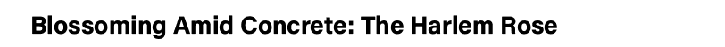 Blossoming Amid Concrete: The Harlem Rose