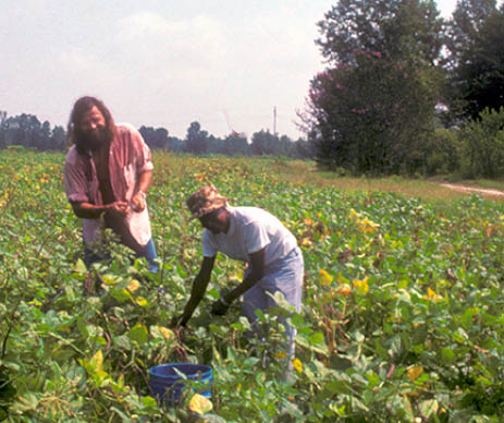 I am soaking wet picking peas with Mary in 1986  Photo by another field worker