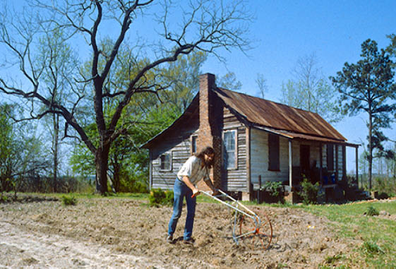  Two acres and a (Danish) mule  in 1984