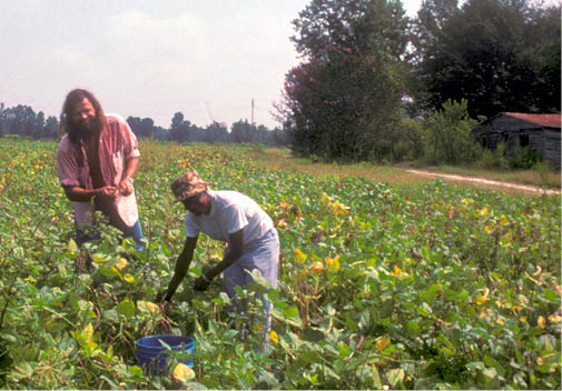 I am soaking wet picking peas with Mary in 1986  Photo by another field worker