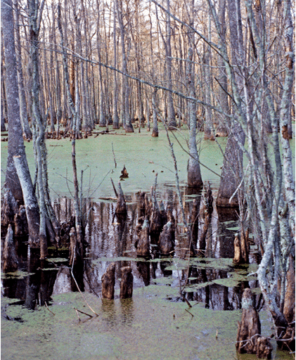 1996 - swamps, LA 