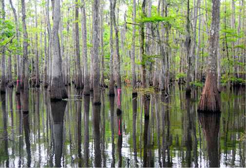 The crocodile infested swamps John and Connie lived in