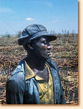 Sugar cane worker in Florida