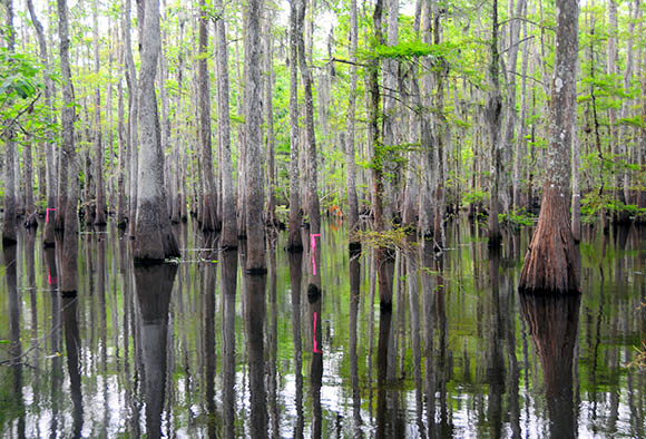 The crocodile infested swamps John and Connie lived in